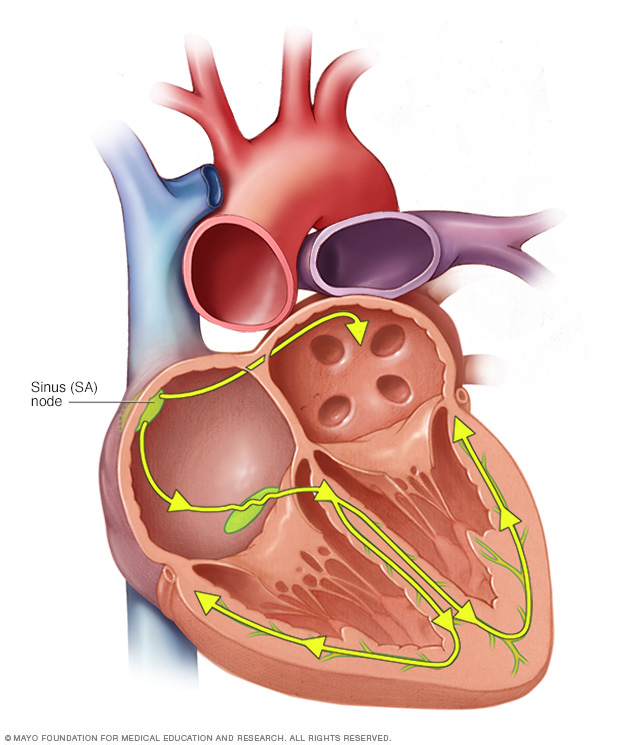 The heart's conduction system