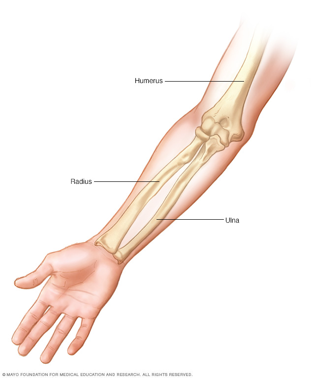 Illustration showing the arm bones 
