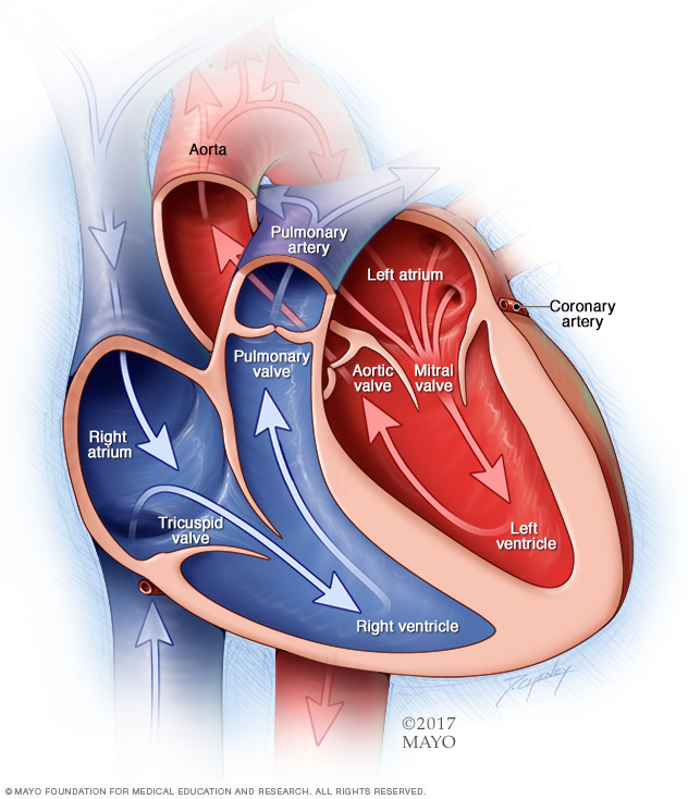 Left and right atria and left and right ventricles