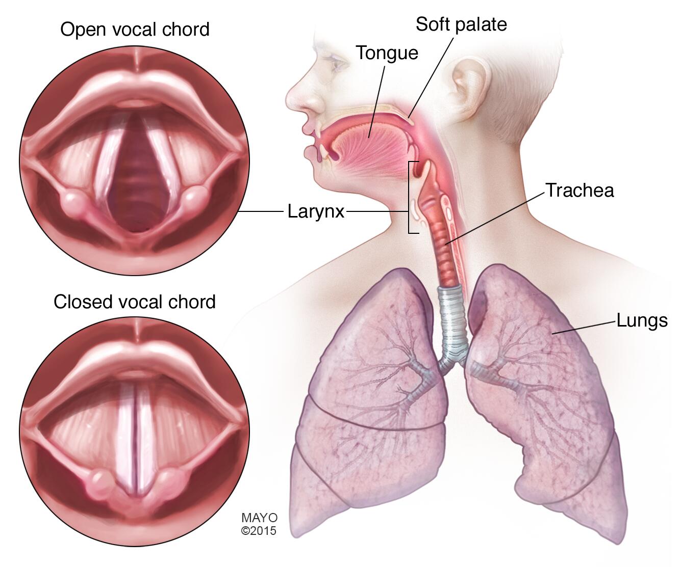 Vocal cords