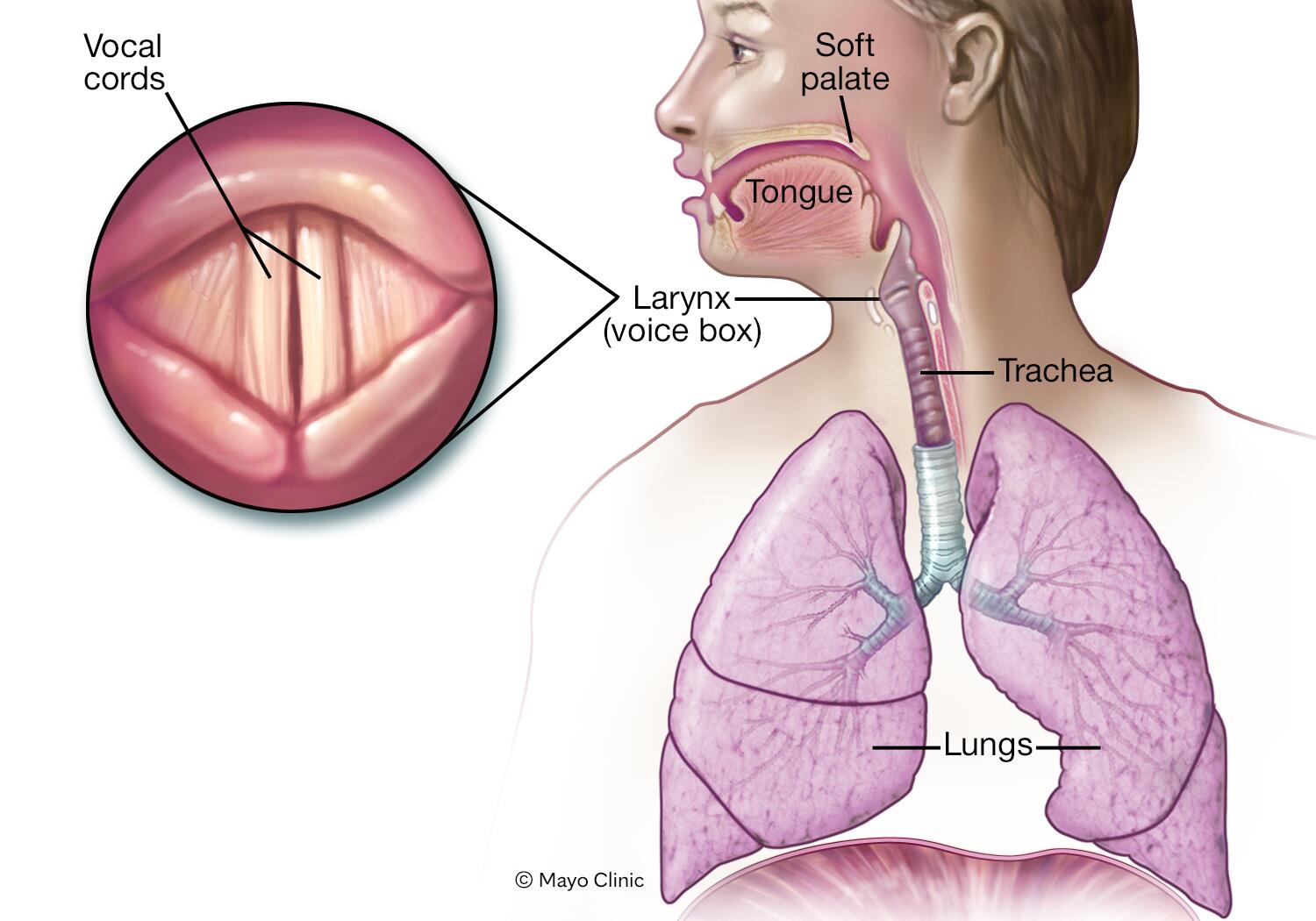 Illustration showing vocal cords
